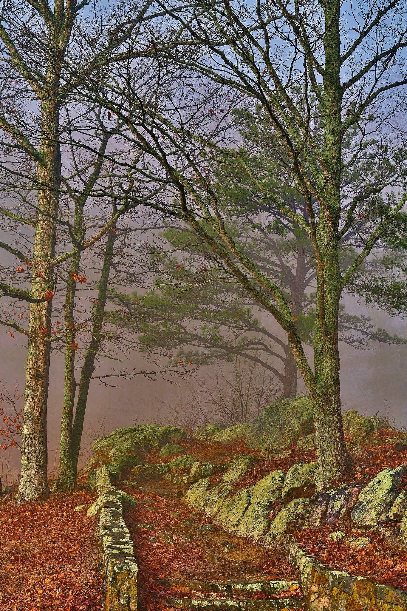 "Misty Morning" by Joe Rees - Photography