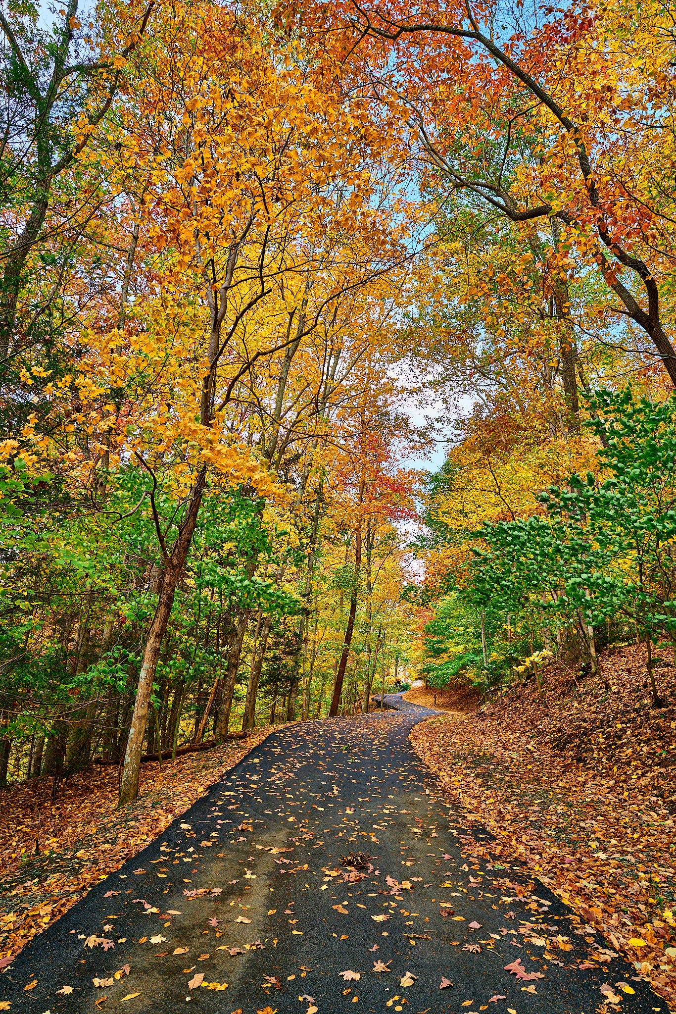 "Leaf Path" by Joe Rees - Photography