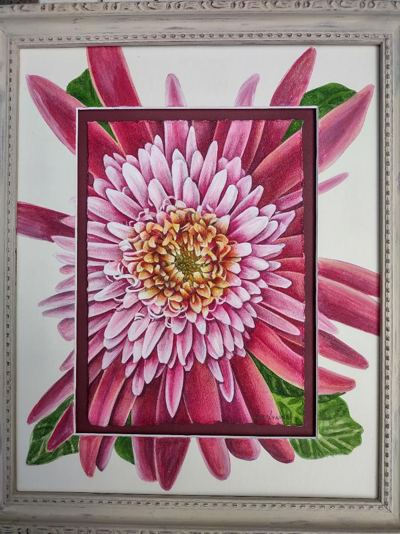 "African Daisy" by Lori Sutphin