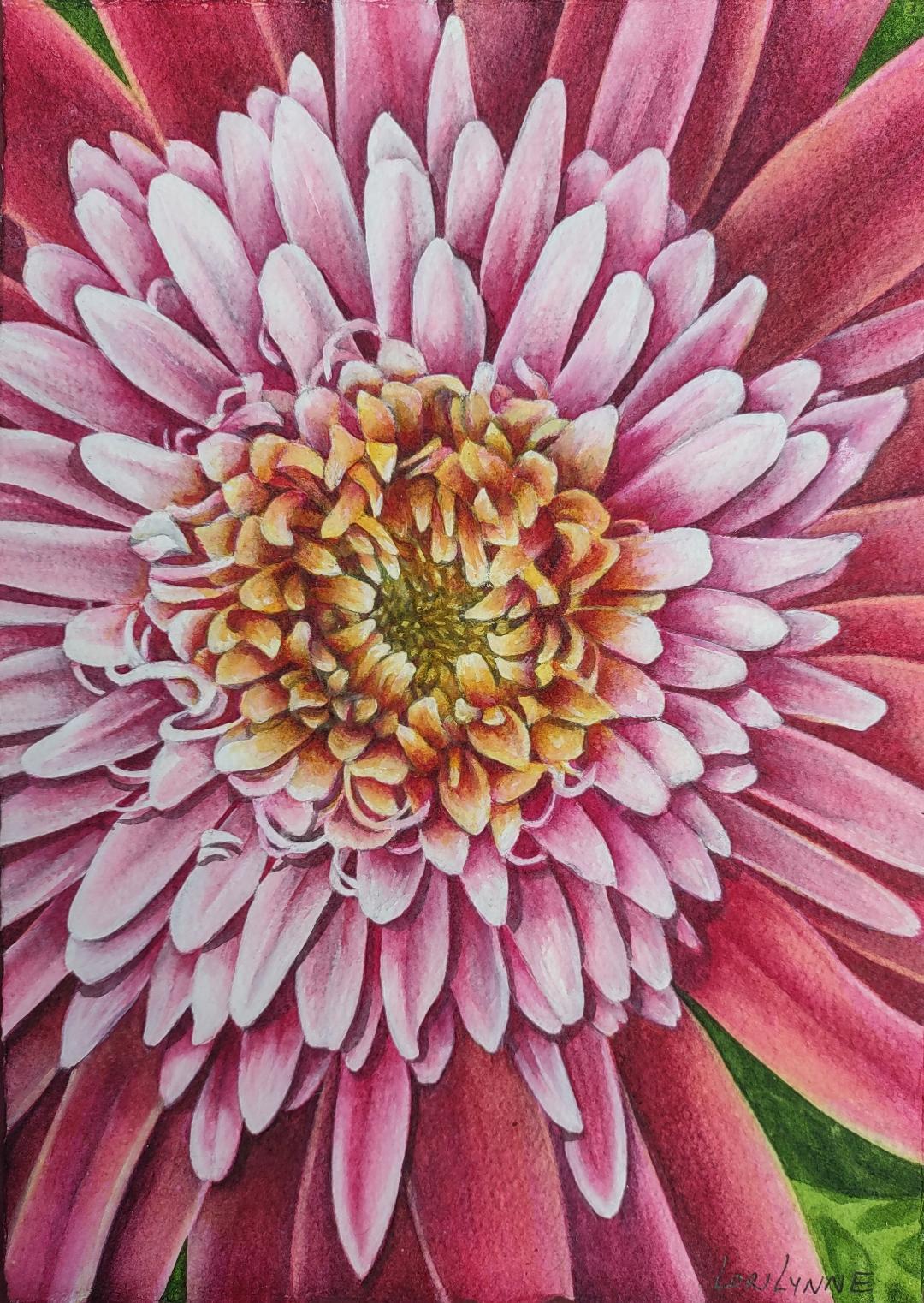 "African Daisy" by Lori Sutphin