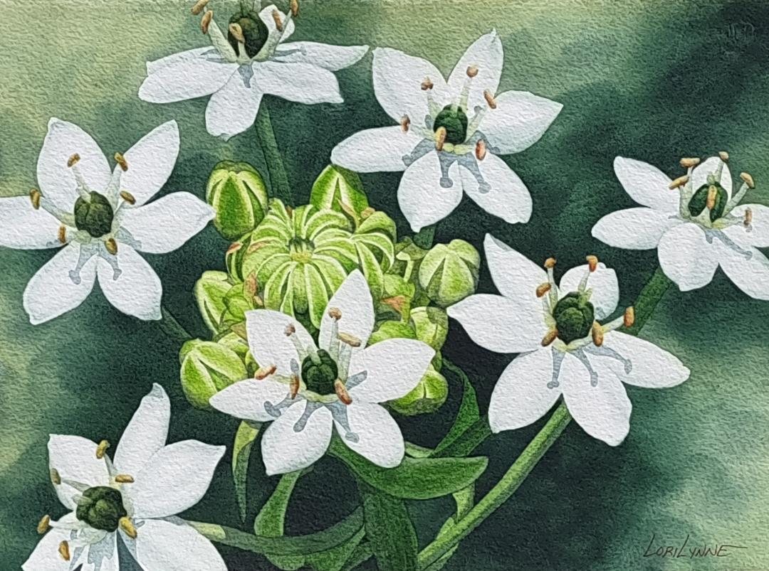"White and Green Orchid" by Lori Sutphin - Watercolor