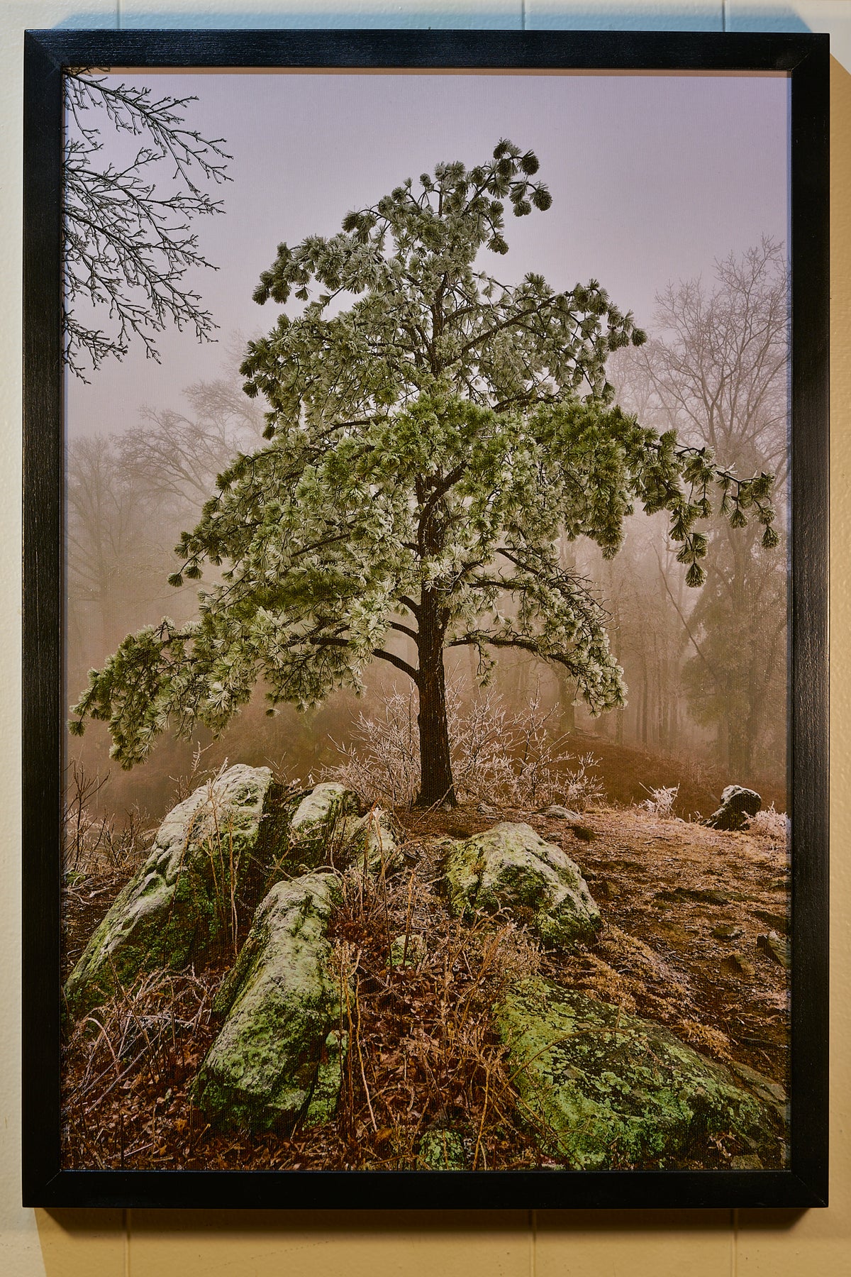 "Icey Pine" by Joe Rees - Framed Canvas Print - Online