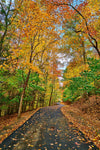 "Leaf Path" by Joe Rees - Photography