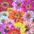 "Oh, Zinnias" by Lori Sutphin