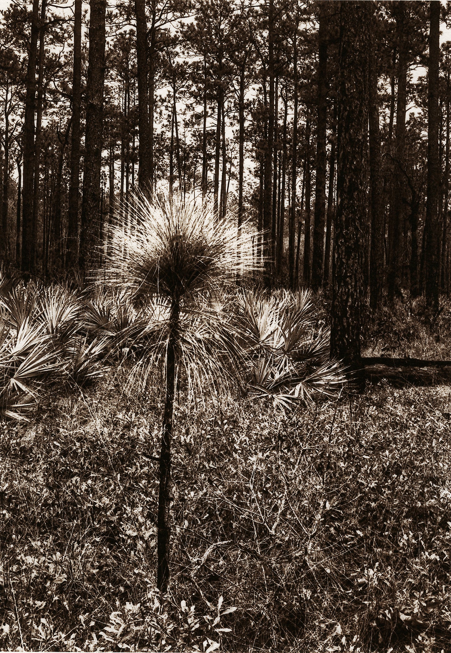 "Aspirations" by Dan Henderson - matted photograph