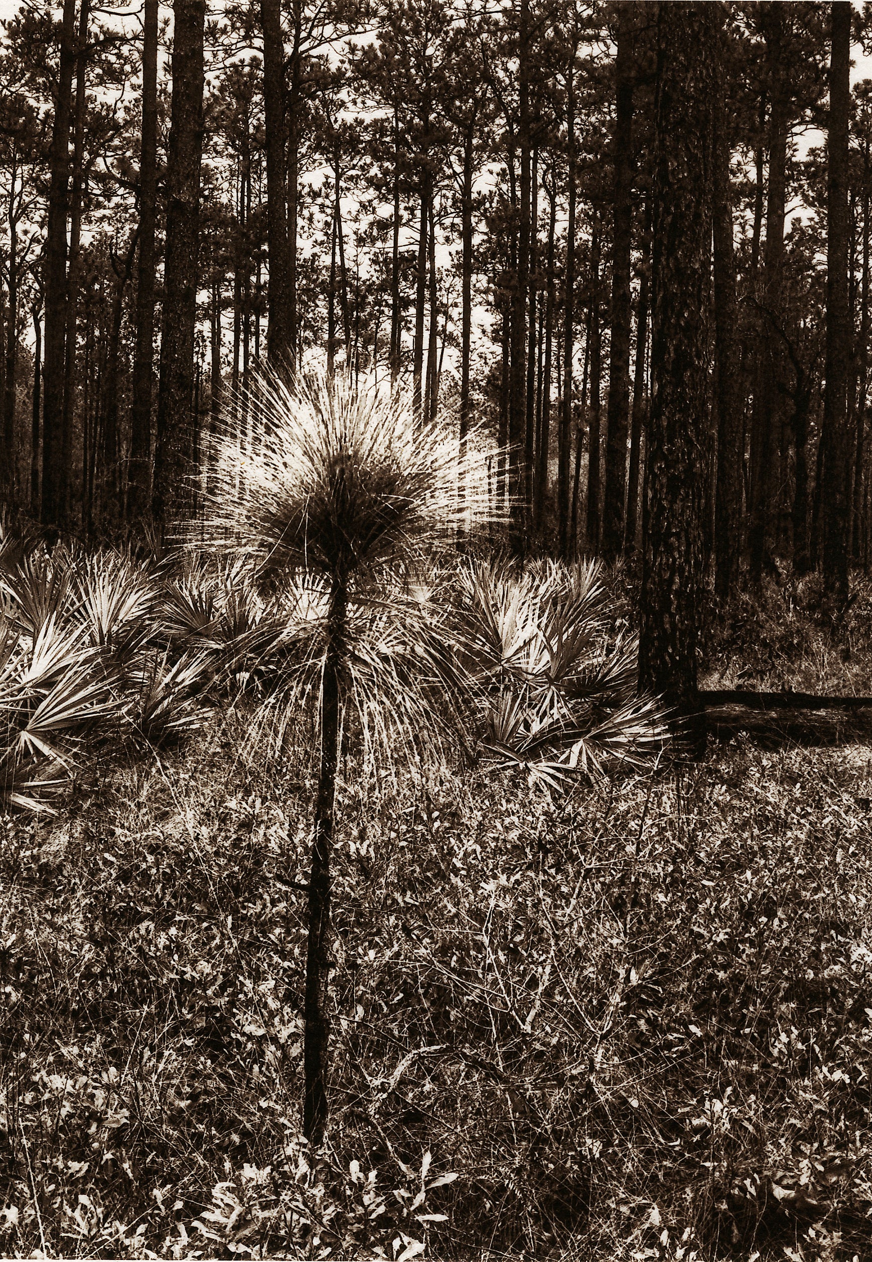 "Aspirations" by Dan Henderson - matted photograph