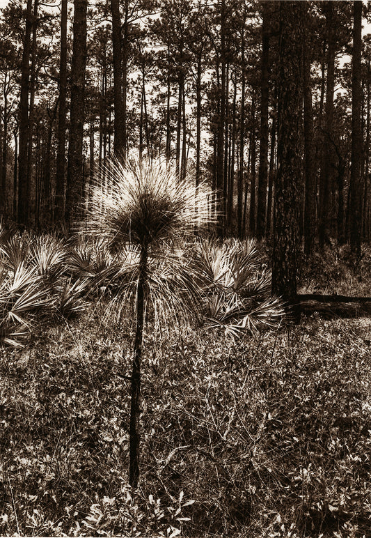 "Aspirations" by Dan Henderson - matted photograph