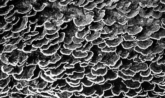 "Flight of the Fungi" by Dan Henderson