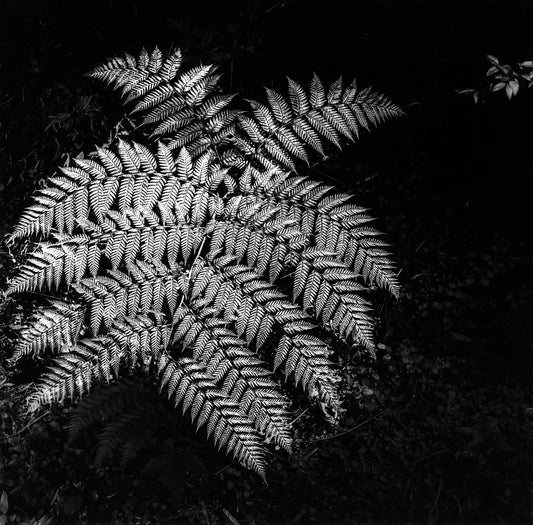 "Fractal" by Dan Henderson - photography