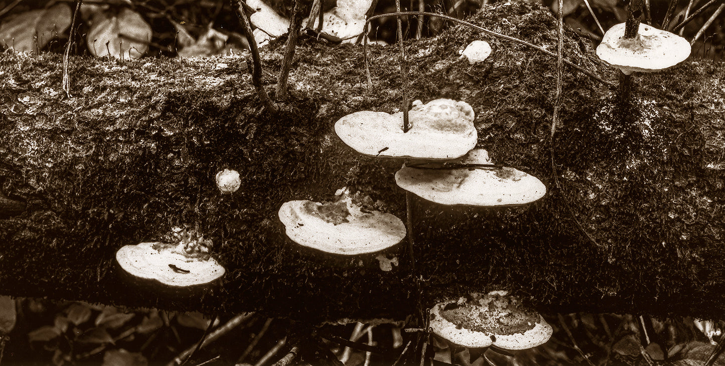 "Symphony of the Fungi" by Dan Henderson
