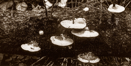 "Symphony of the Fungi" by Dan Henderson