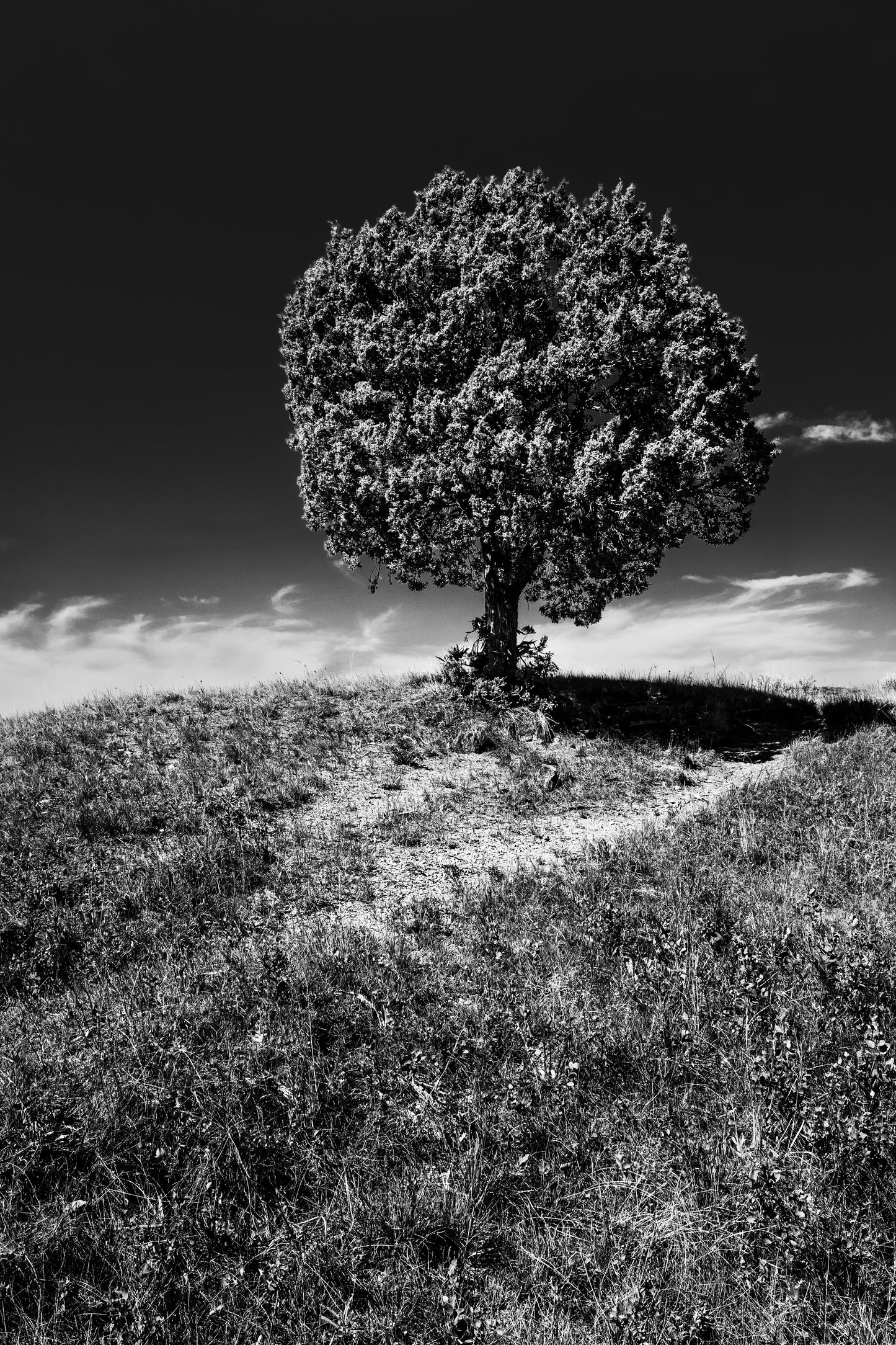 "Lone Tree" by Dan Henderson - photography
