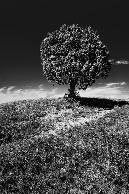 "Lone Tree" by Dan Henderson - photography