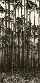"Long Pines" by Dan Henderson
