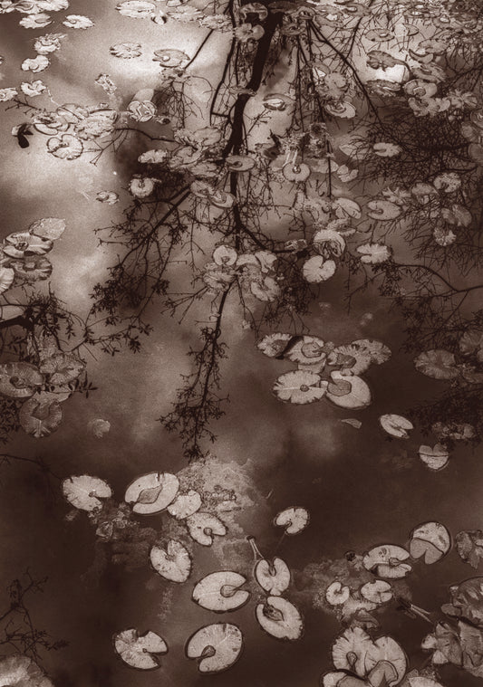 "Swamp Reflections" by Dan Henderson - photography