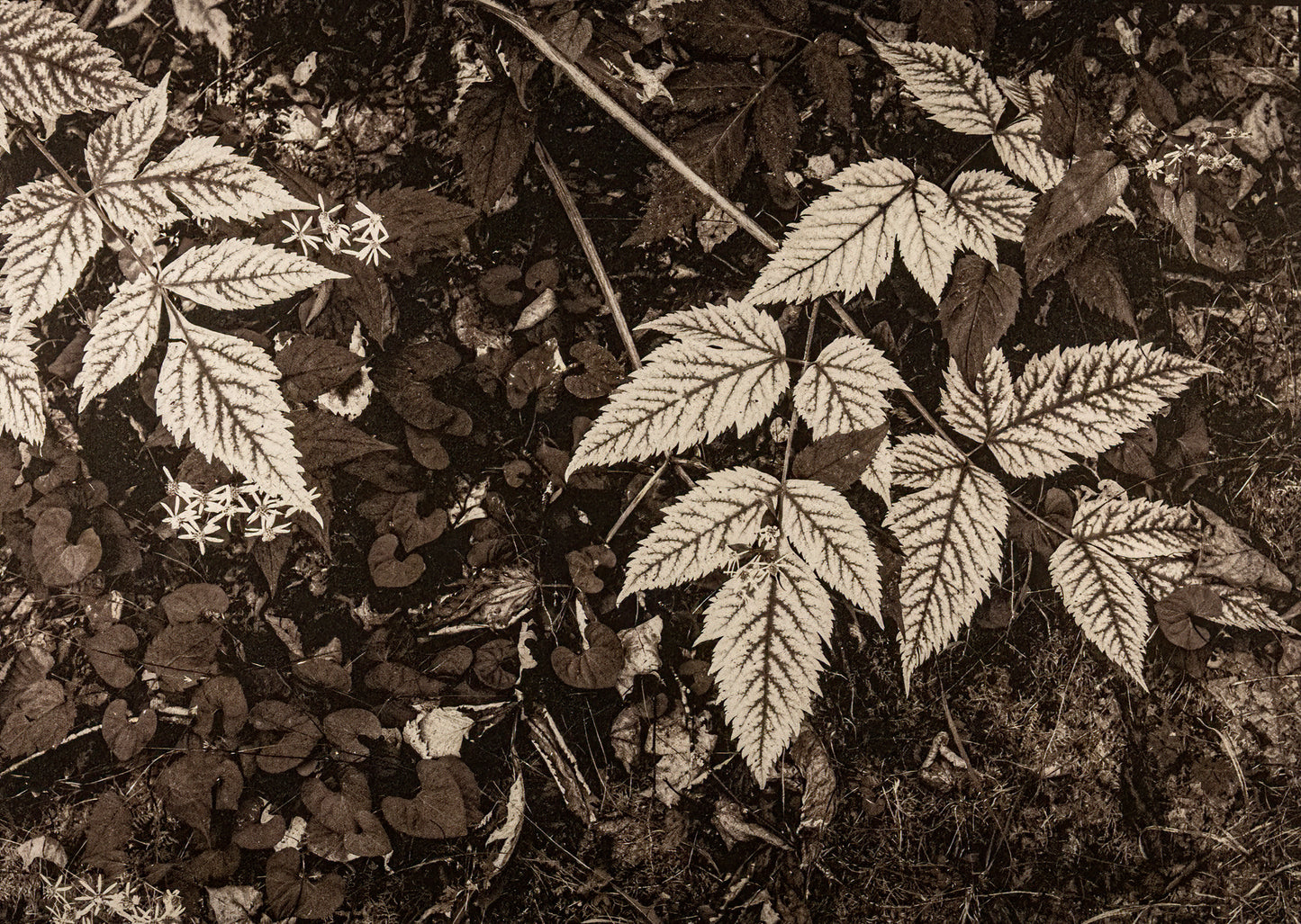 "Trailside; The Channels" by Dan Henderson - photograph