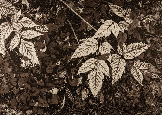 "Trailside; The Channels" by Dan Henderson - photograph