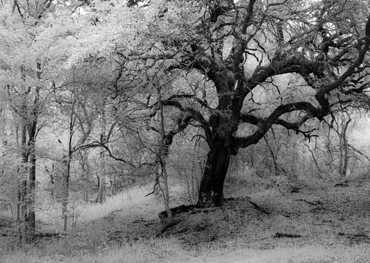"Waco Woodland" by Dan Henderson - matted photograph