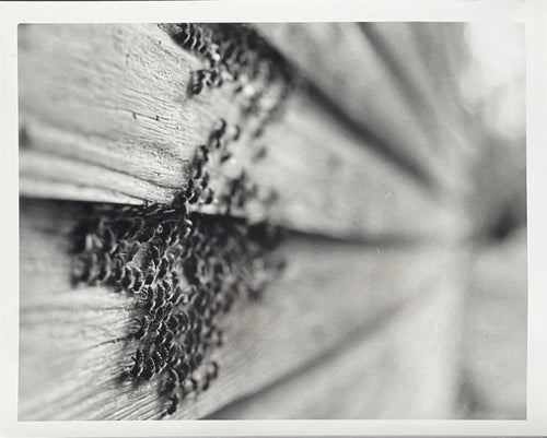 "For the Bees" by Sara Thompson-Photography