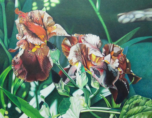 "Old House Irises" by Jennifer Carpenter - Giclee Reproduction