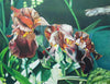 "Old House Irises" by Jennifer Carpenter - Giclee Reproduction