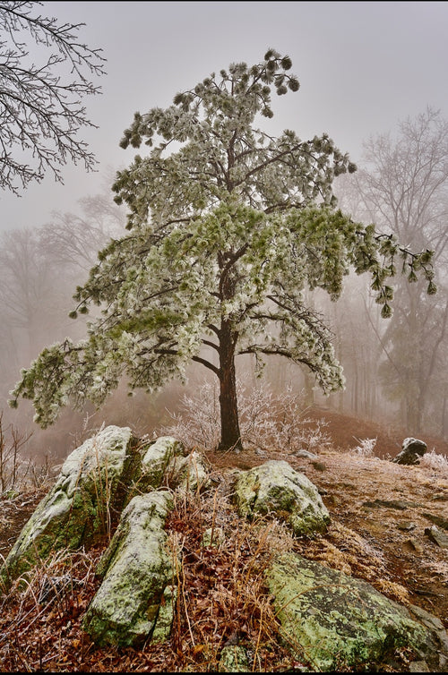 "Icy Pine on Draper Mountain" by Joe Rees - Photography