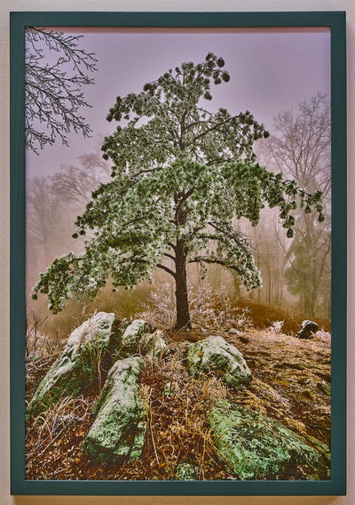 "Icy Pine on Draper Mountain" by Joe Rees - Photography