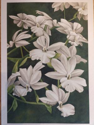 "White Orchids" by Lori Sutphin - Watercolor